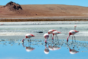 laguna-hedionda-ii-flamingos